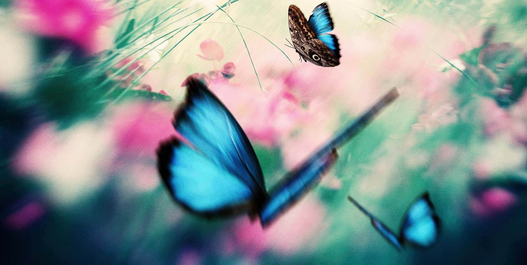 SNW-Butterlies-2000x1005