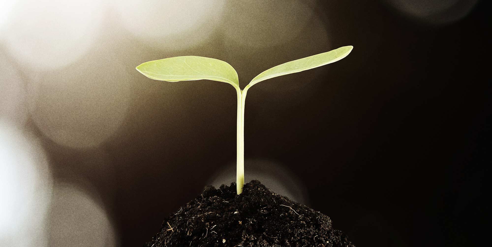 SNW-Progression-2000x1005